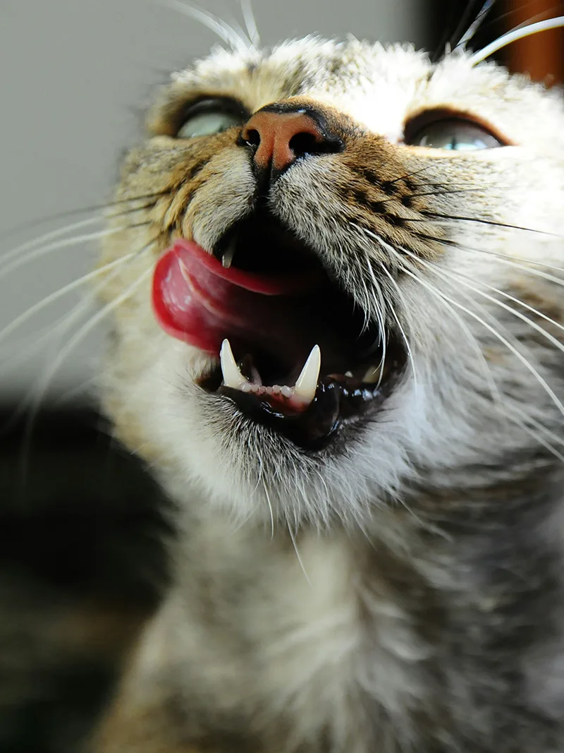 Cat licking its lips after a fresh meal