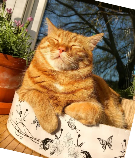 Belåten katt som solar i ett fönster