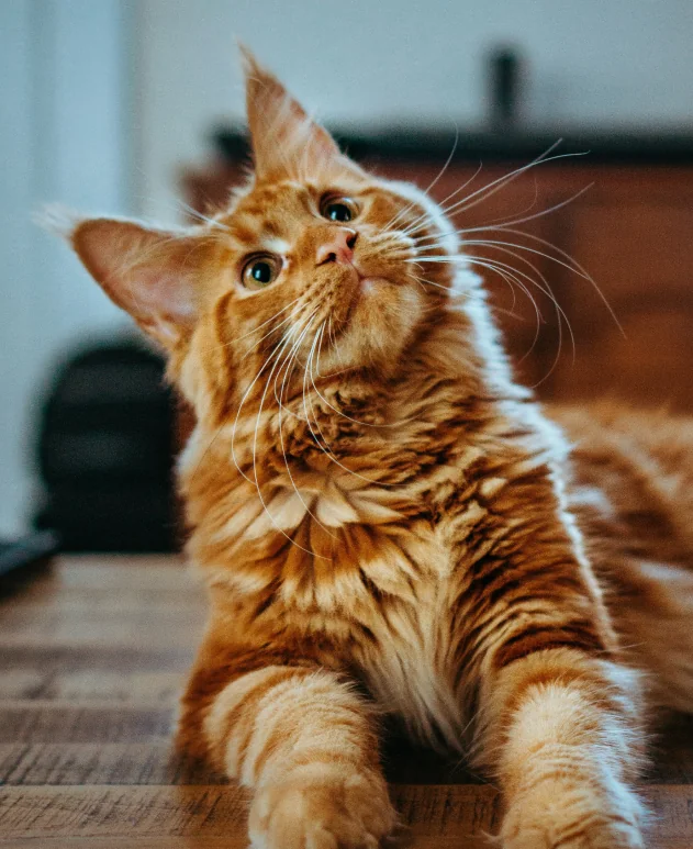 Nyfiken rödhårig katt som tittar uppåt vaket
