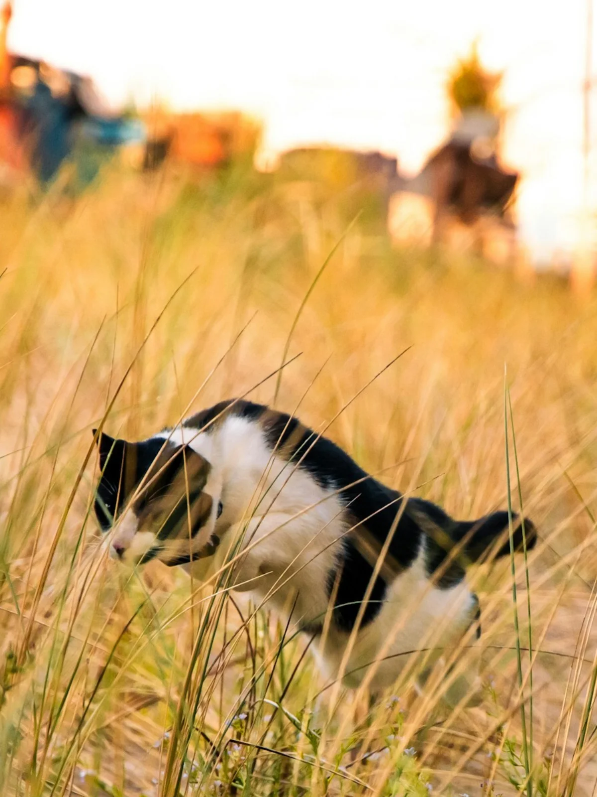 Tuxedo cat prowling through tall golden dune grass at sunset